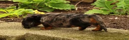 Miniature Dachshund dogs for sale: Tiny - Ad 9