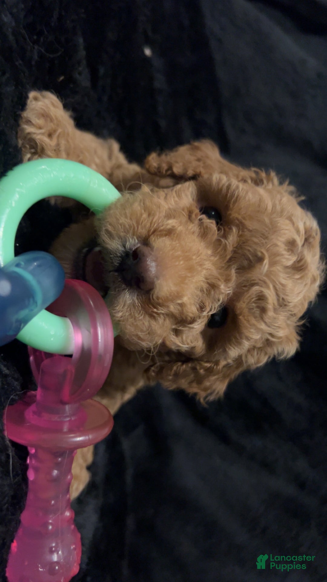 Mini Goldendoodle dogs for sale: Ms French Toast - Ad 4