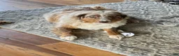 Aussiedoodle dogs for sale: TAZZ - Ad 7