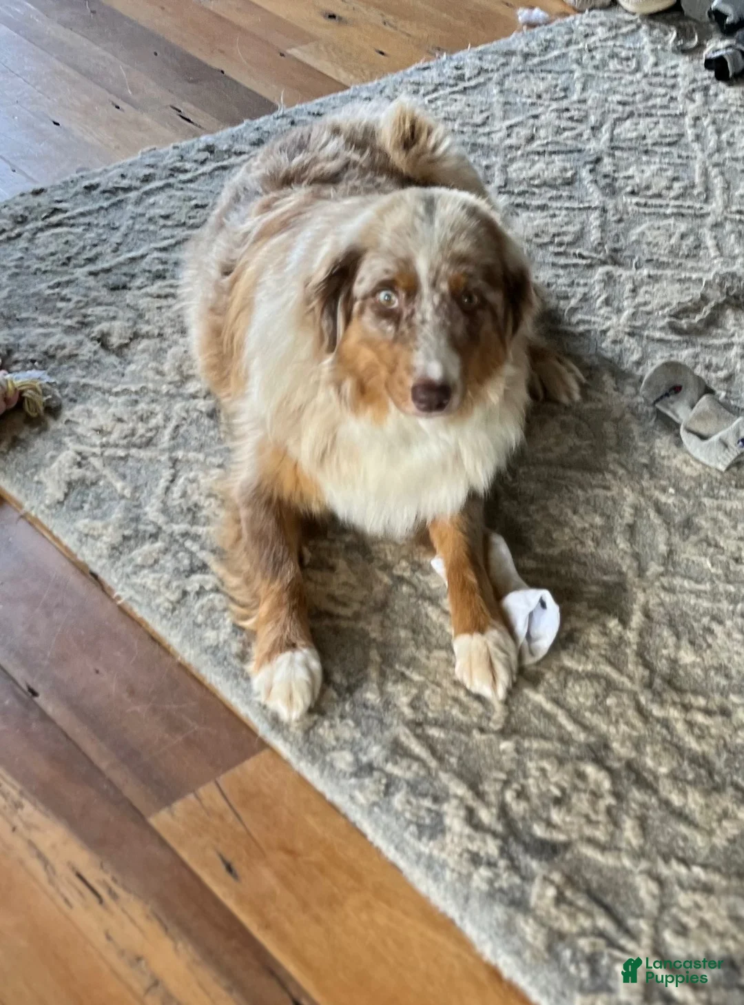 Aussiedoodle dogs for sale: Chadwick  - Ad 2