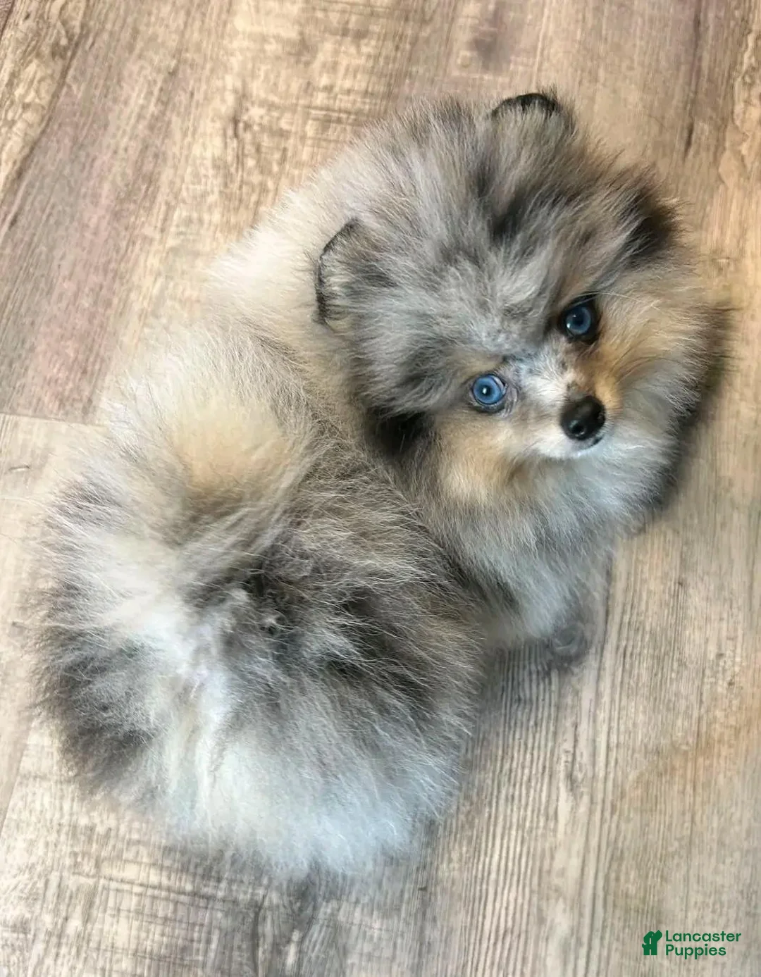 Pomeranian dogs for sale: Pomeranian - Ad 2