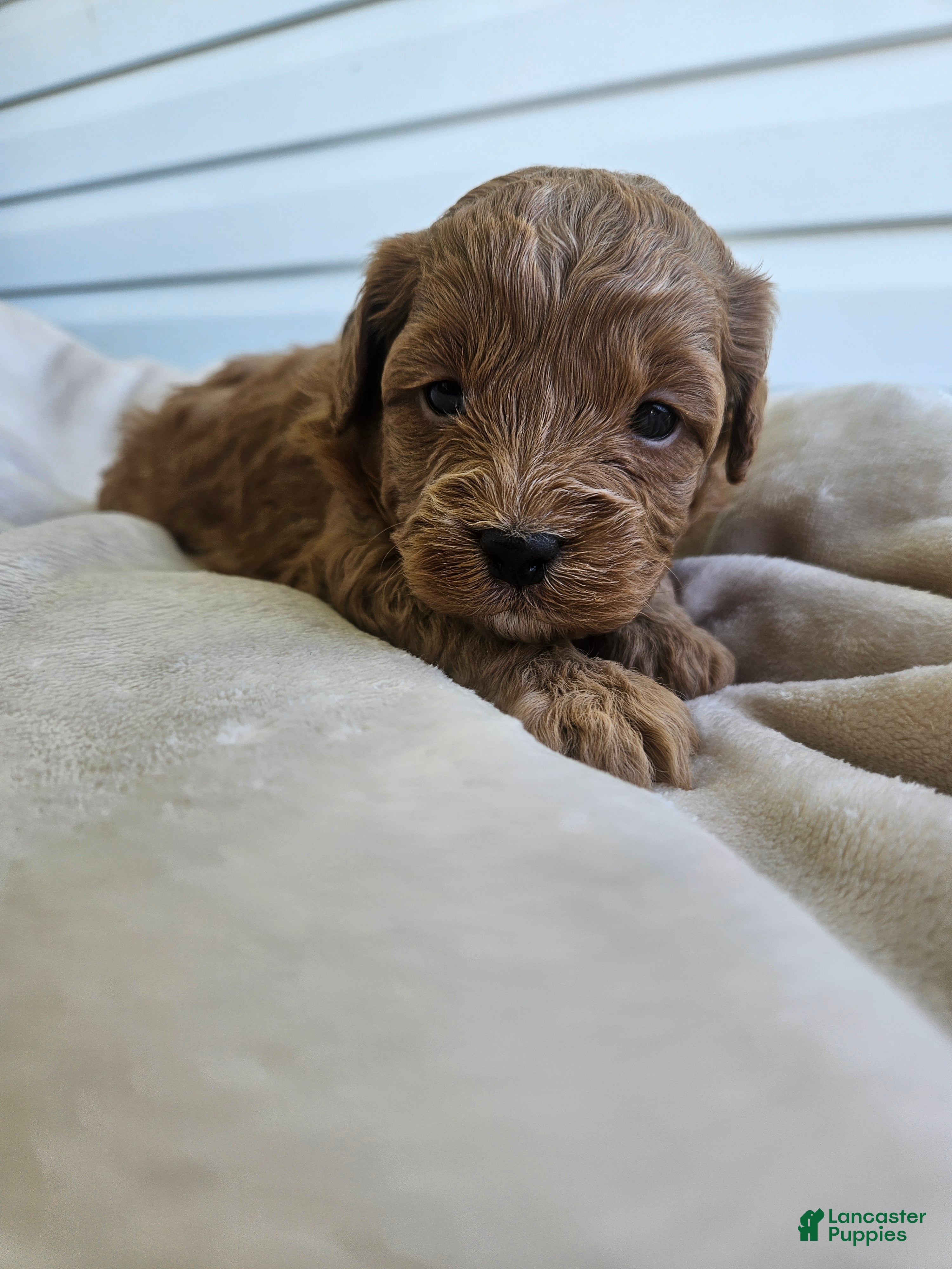 Cavapoo dogs Timber - Ad 31