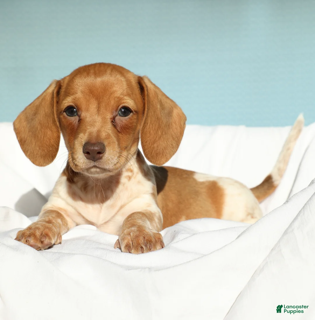 Miniature Dachshund dogs for sale: Ember - Ad 2
