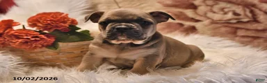 Peanut 
