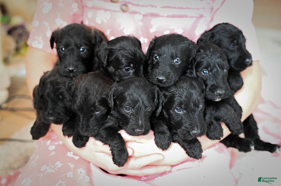 Mixed Breed dogs for sale: Cedar - Ad 5