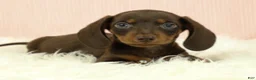 Miniature Dachshund dogs for sale: Loki 🦔 - Ad 6