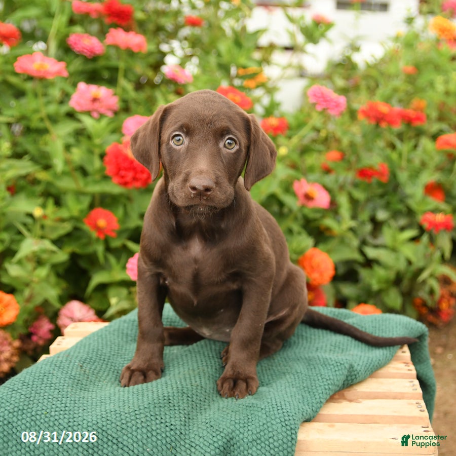 Labrador Retriever dogs Kelly - Ad 2