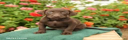 Labrador Retriever dogs for sale: Kelly - Ad 2