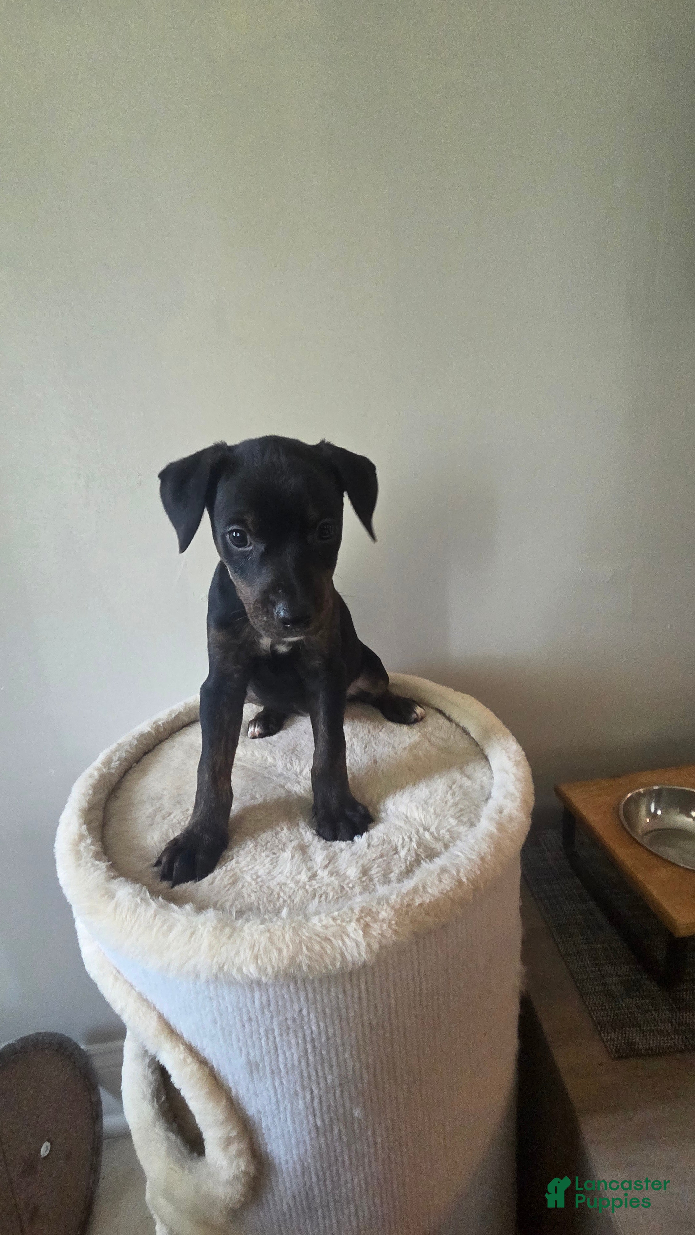 Mixed Breed dogs Ms. Pinky - Ad 2