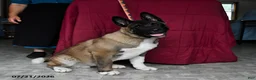Akita dogs for sale: Richard - Ad 3