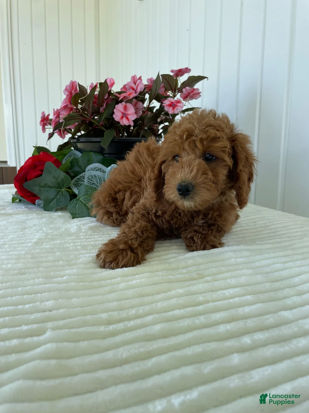 Mini Goldendoodle dogs for sale: Timber - Ad 2