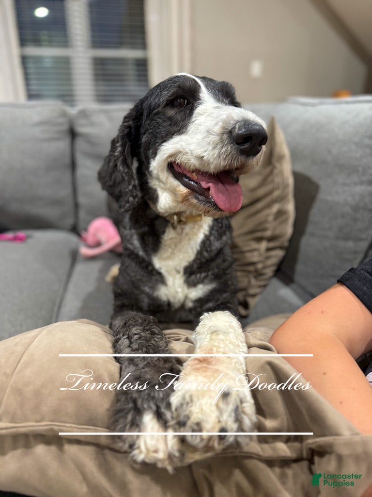 Sheepadoodle dogs Alvin - Ad 2