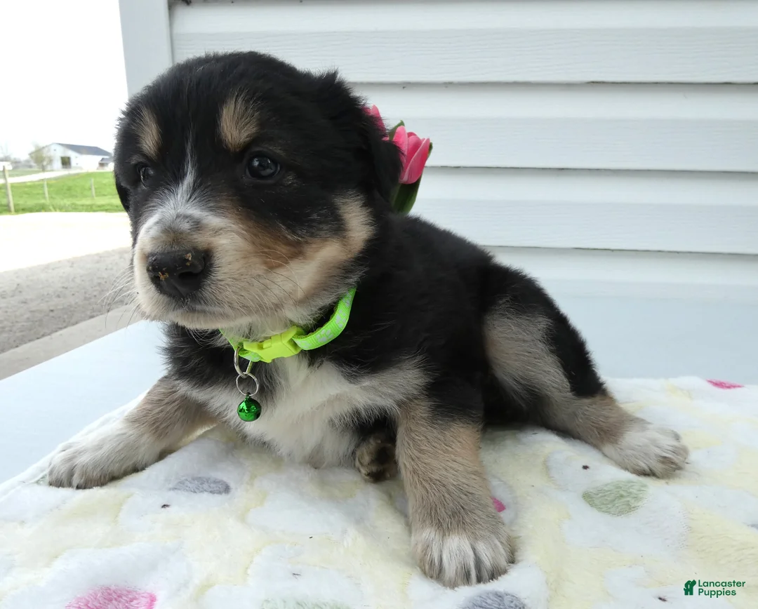 Miniature Australian Shepherd dogs for sale: Miniature Australian Shepherd Puppy 3 Jasper - Ad 2