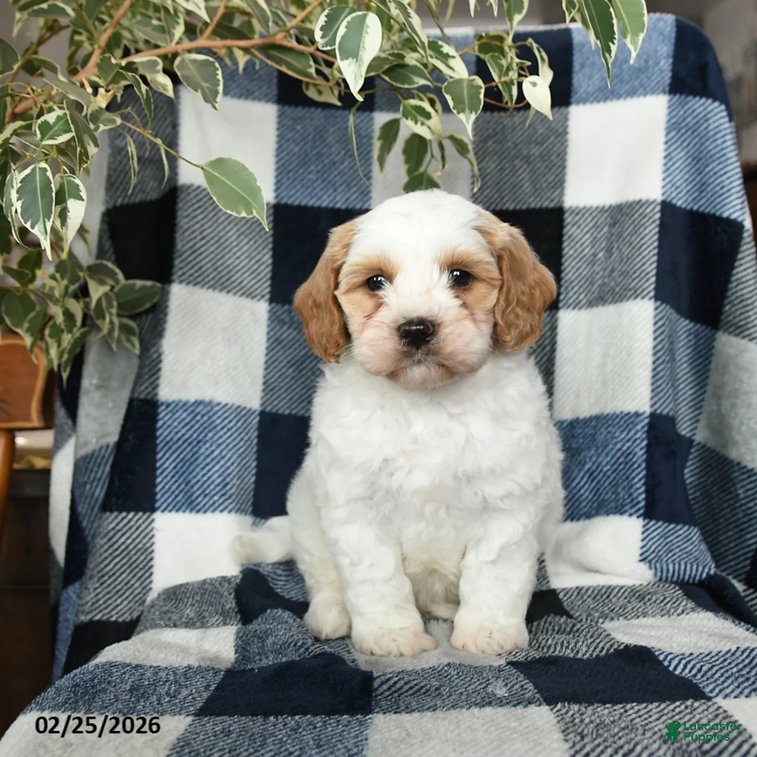 Mixed Breed dogs for sale: Oakley - Ad 4