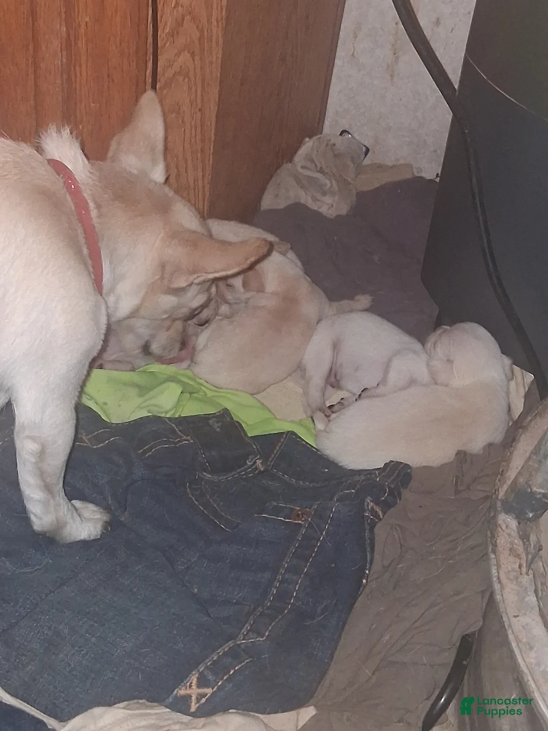 Chihuahua dogs for sale: Chihuahua 6 - Ad 1