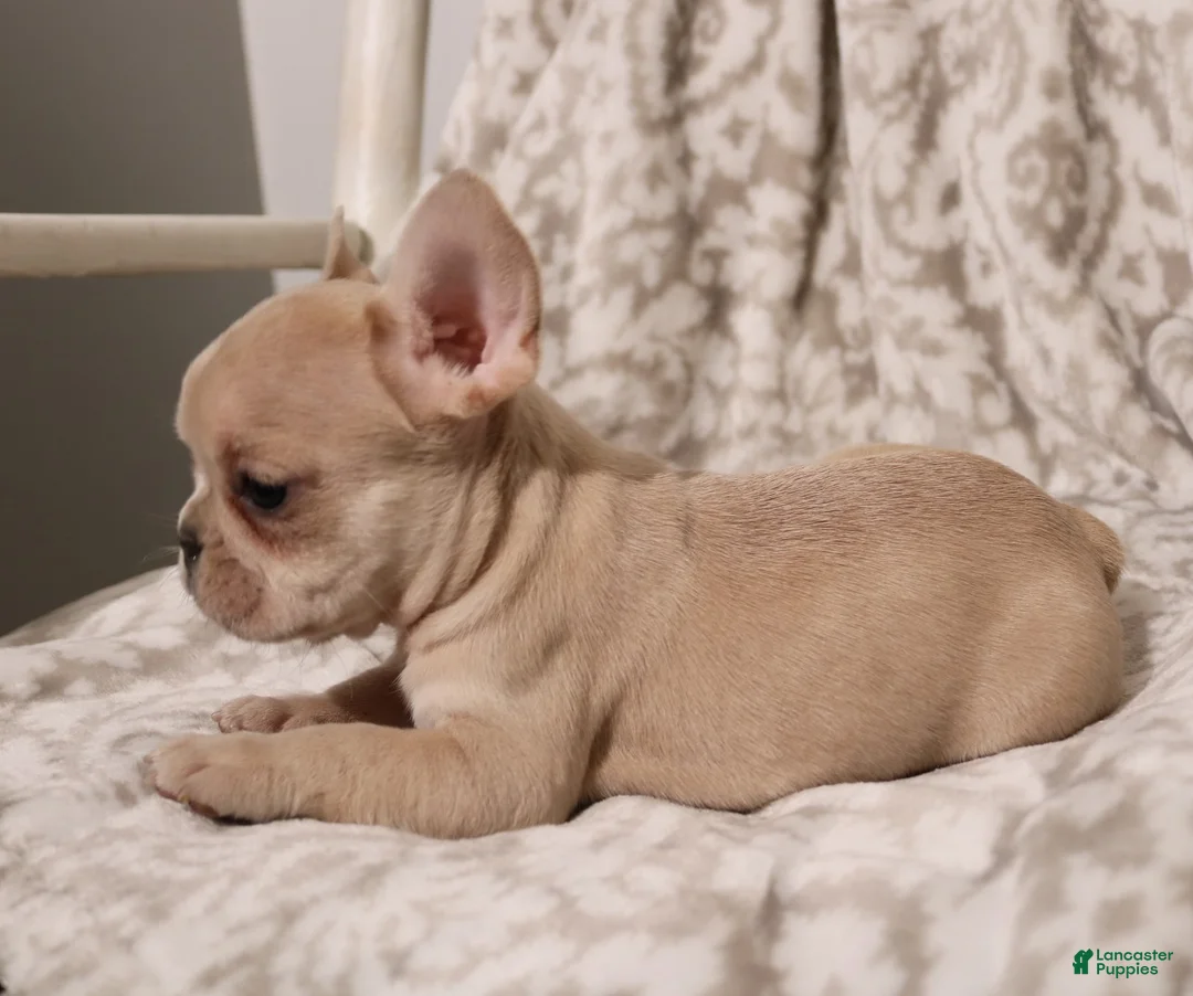 French Bulldog dogs for sale: Louie - Ad 2