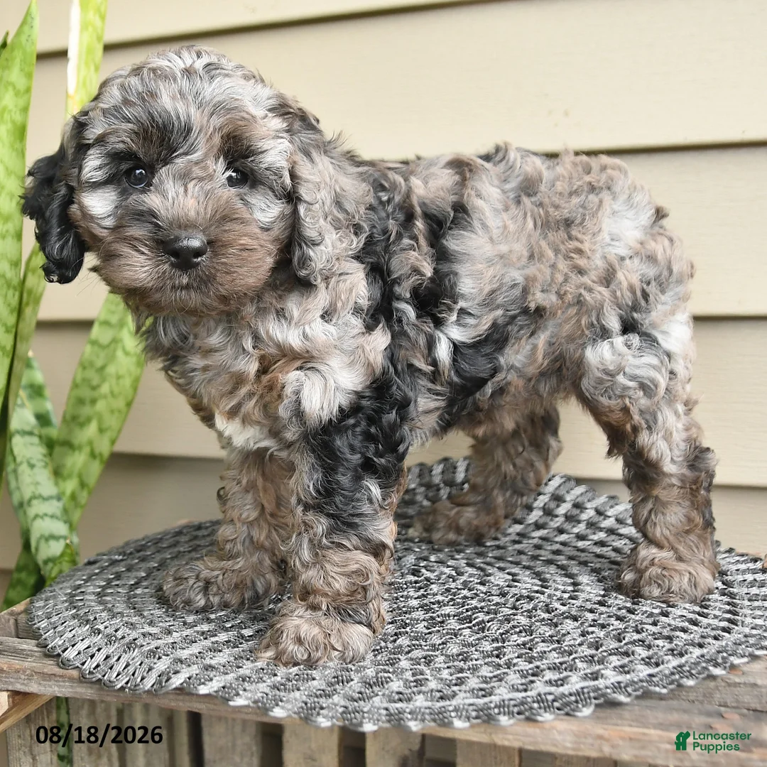 Cockapoo dogs for sale: Baily - Ad 3