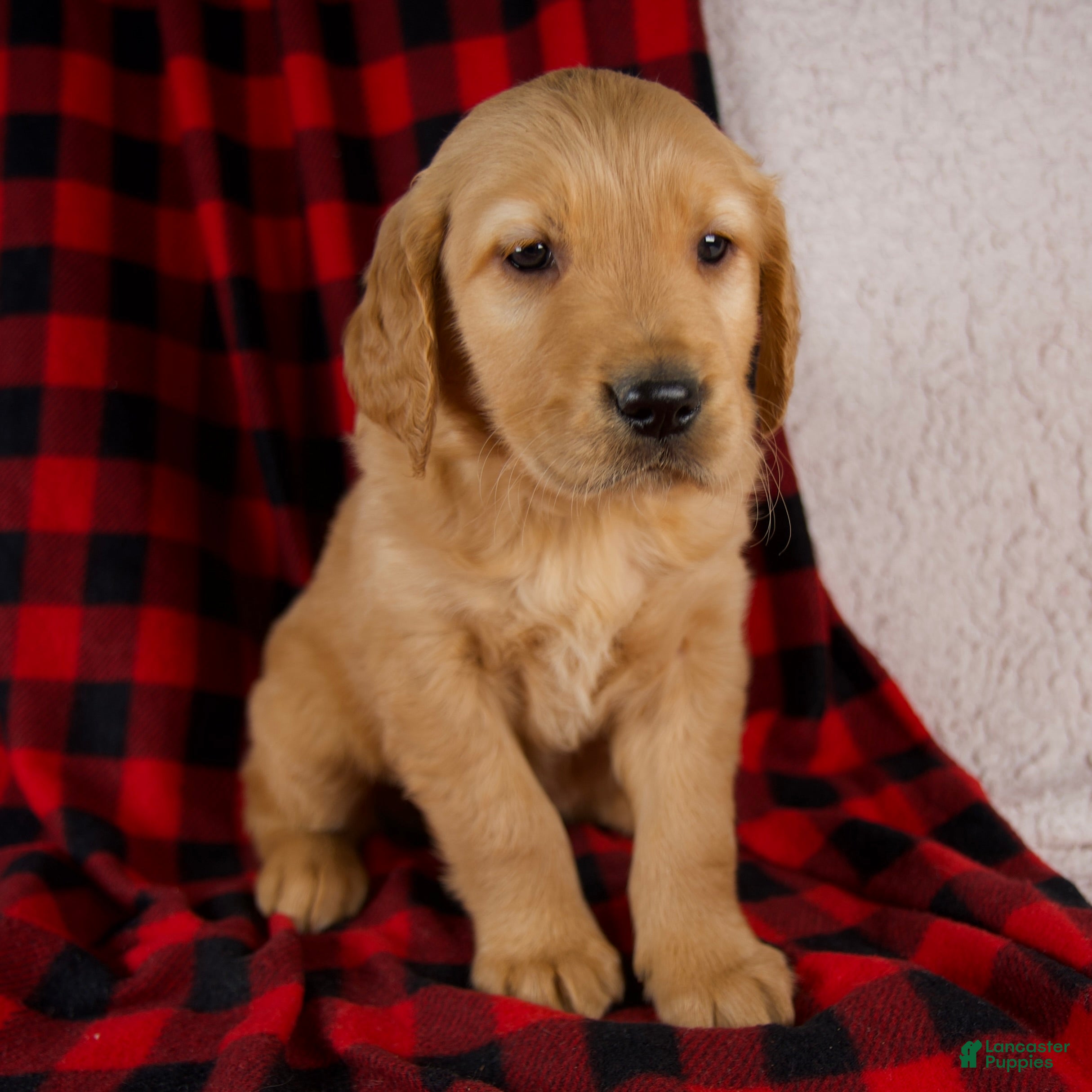 Golden Retriever dogs Tucker - Ad 8