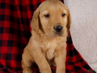 Golden Retriever dogs Tucker - Ad 8