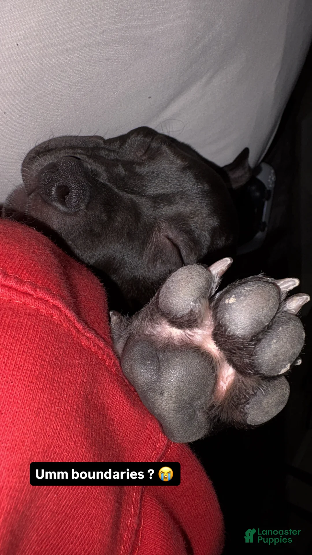 American Staffordshire Terrier dogs for sale: American Staffordshire Terrier Puppy 1 - Ad 1