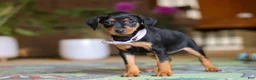 Miniature Pinscher dogs for sale: Lily - Ad 2