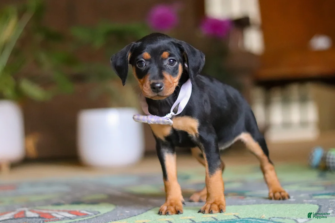 Miniature Pinscher dogs for sale: Lily - Ad 2