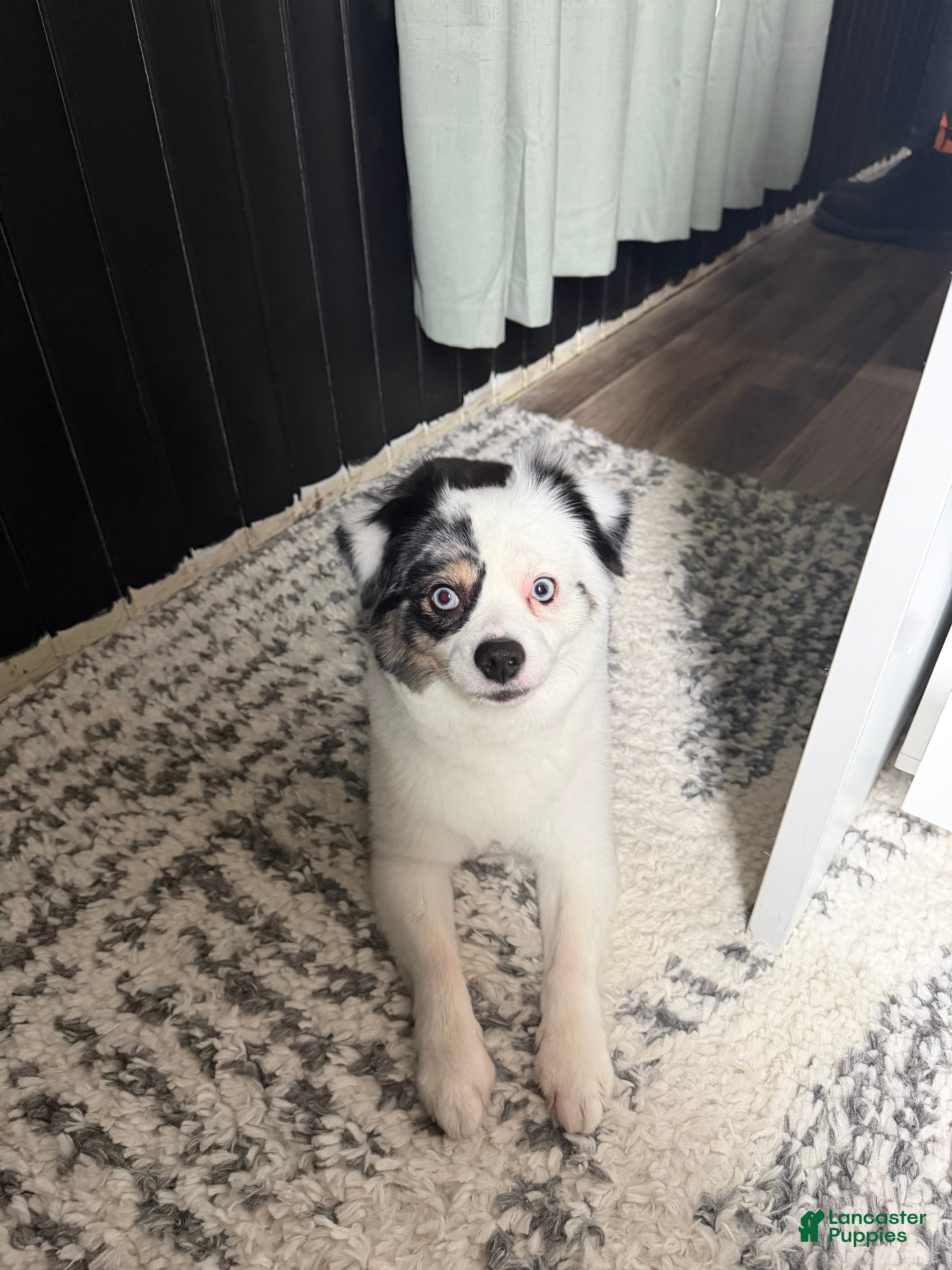 Miniature Australian Shepherd dogs Miniature Australian Shepherd Puppy 1 - Ad 1