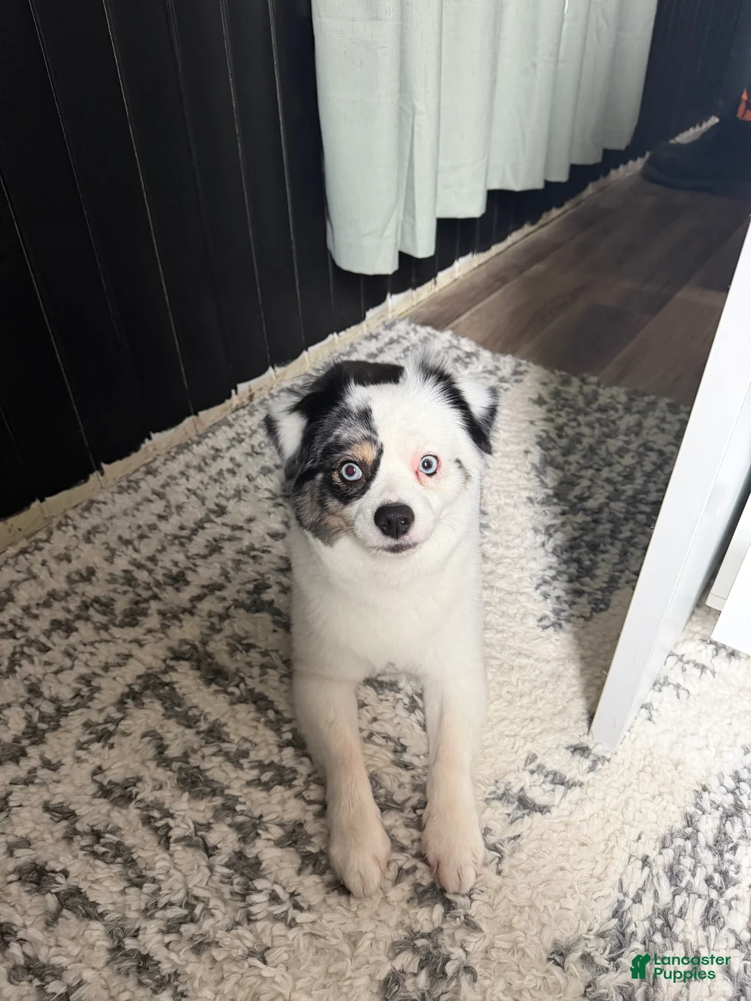 Miniature Australian Shepherd dogs for sale: Miniature Australian Shepherd Puppy 1 - Ad 1