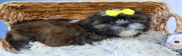 Shih Tzu dogs for sale: RUBBLE - Ad 13
