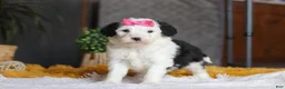Sheepadoodle dogs for sale: Chica - Ad 4
