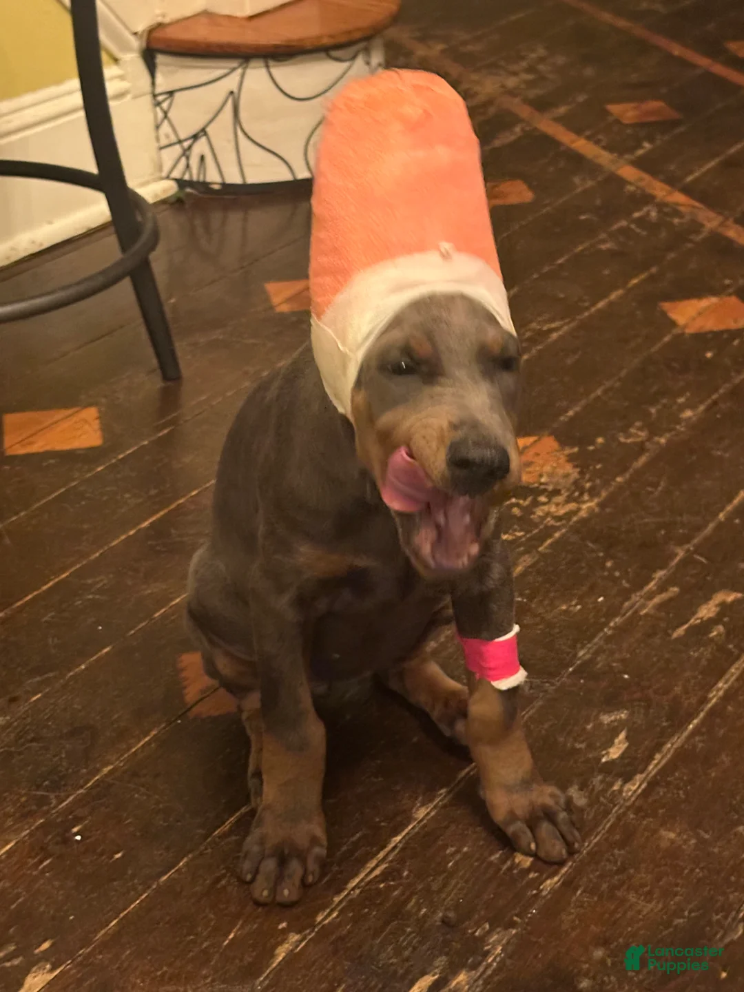 Doberman Pinscher dogs for sale: Ms. Blue Valentine - Ad 1