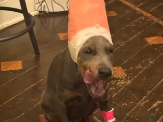 Doberman Pinscher dogs Akc Doberman Pinscher Blue Valentine - Ad 42