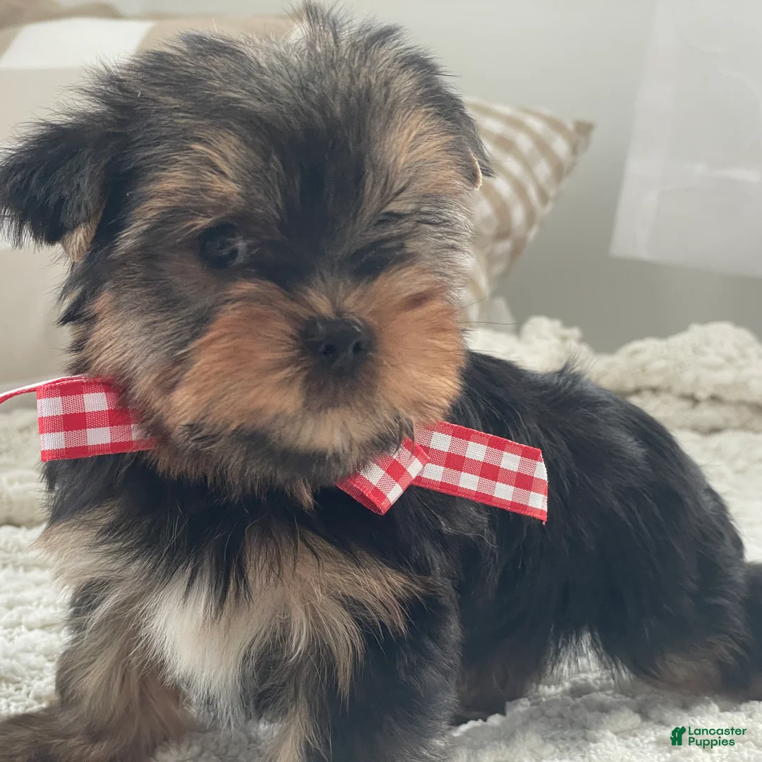 Yorkshire Terrier dogs for sale: Tiny Finn - Ad 4