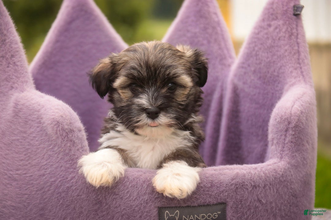 Havanese