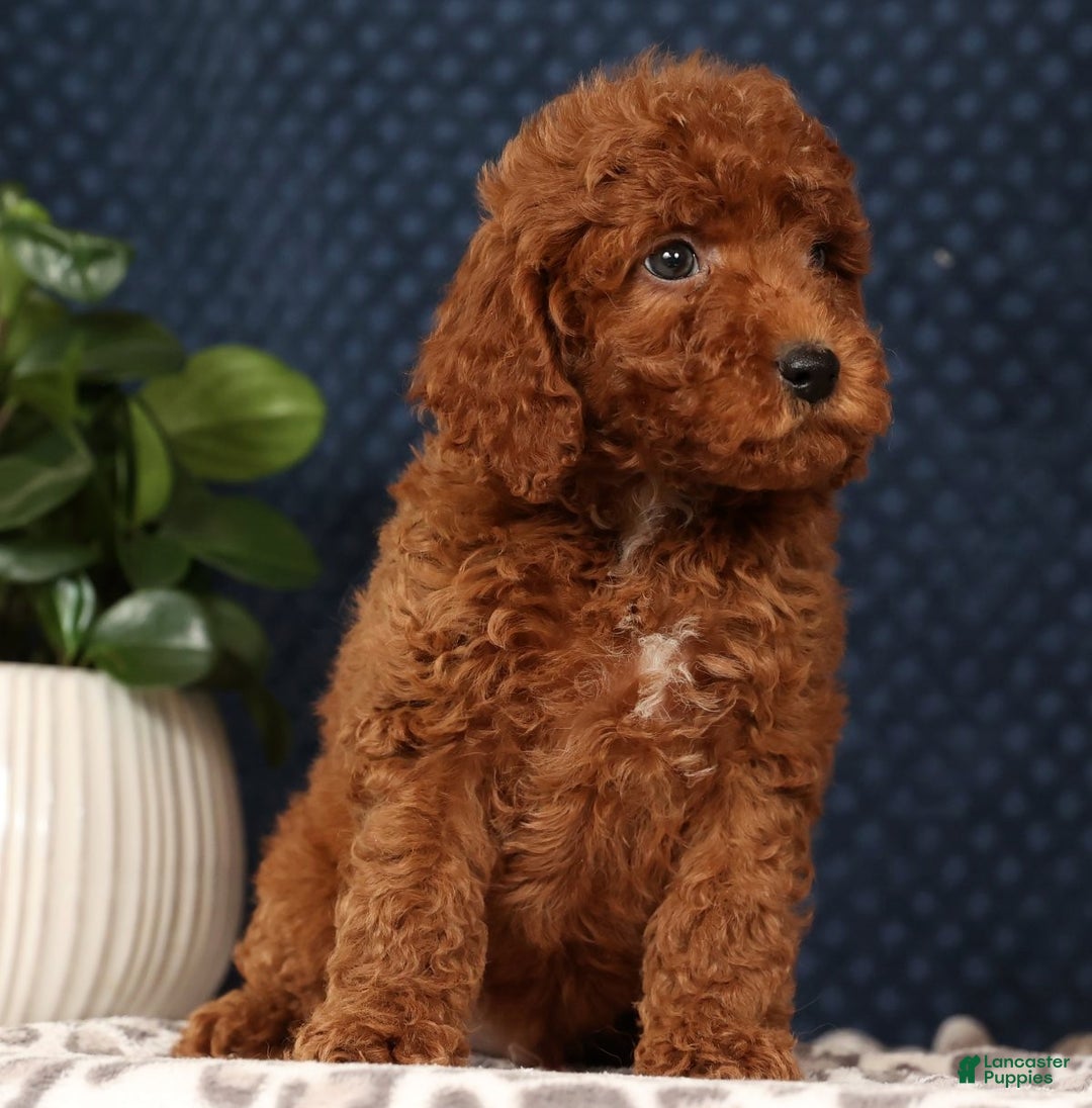 Miniature Poodle dogs for sale: Stuart - Ad 4