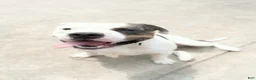 American Bully dogs for sale: American Bully 1 - Ad 4