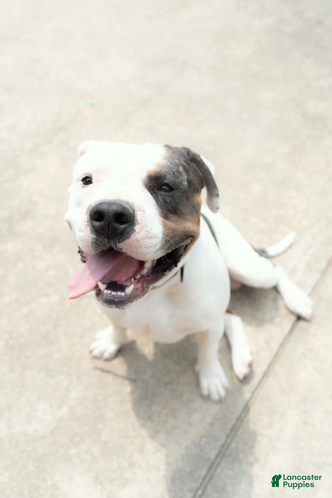 American Bully dogs for sale: American Bully 1 - Ad 4