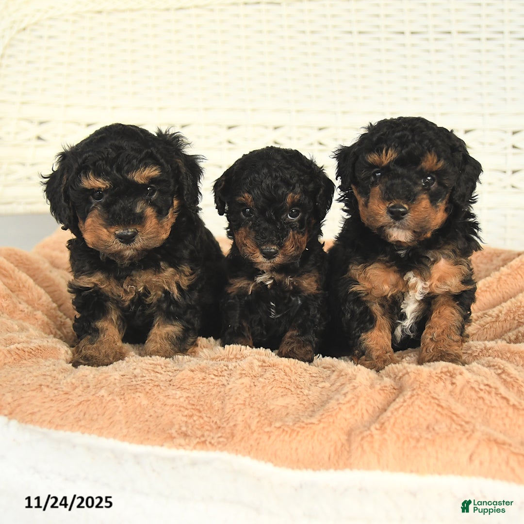 Miniature Poodle dogs for sale: Natalie - Ad 3