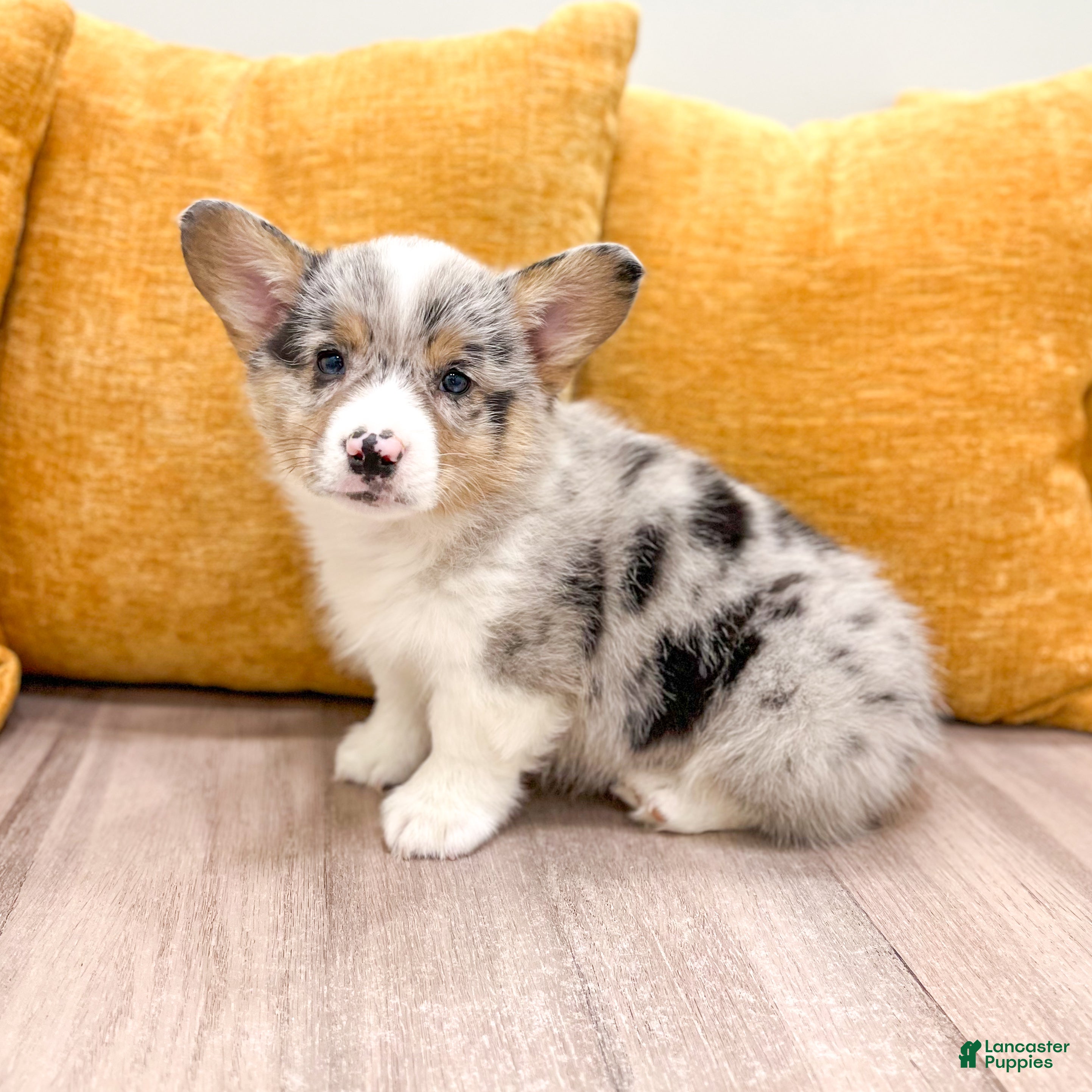 Welsh Corgi Pembroke dogs for sale: Maverick - Ad 4