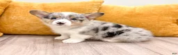 Welsh Corgi Pembroke dogs for sale: Maverick - Ad 1