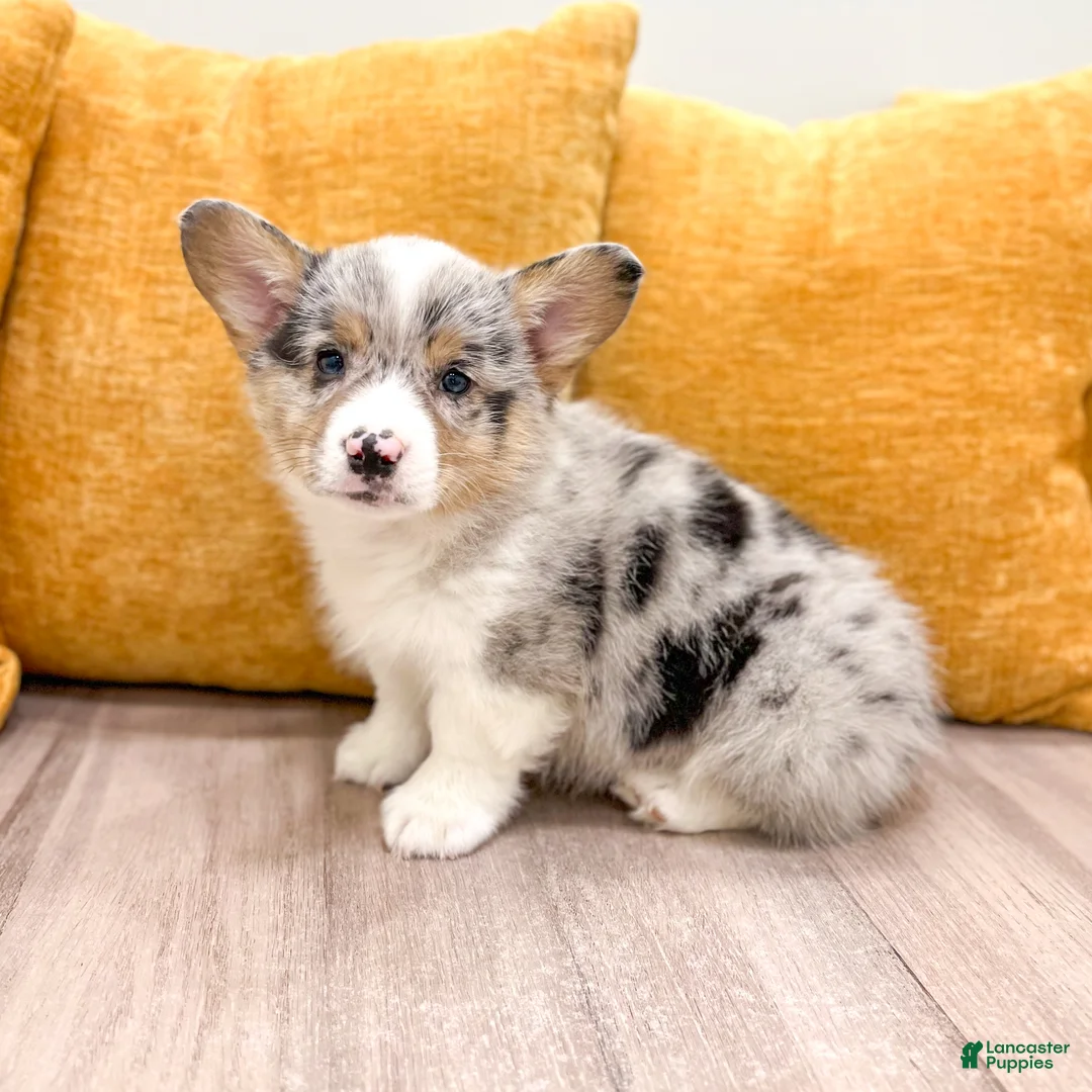 Welsh Corgi Pembroke dogs for sale: Maverick - Ad 1