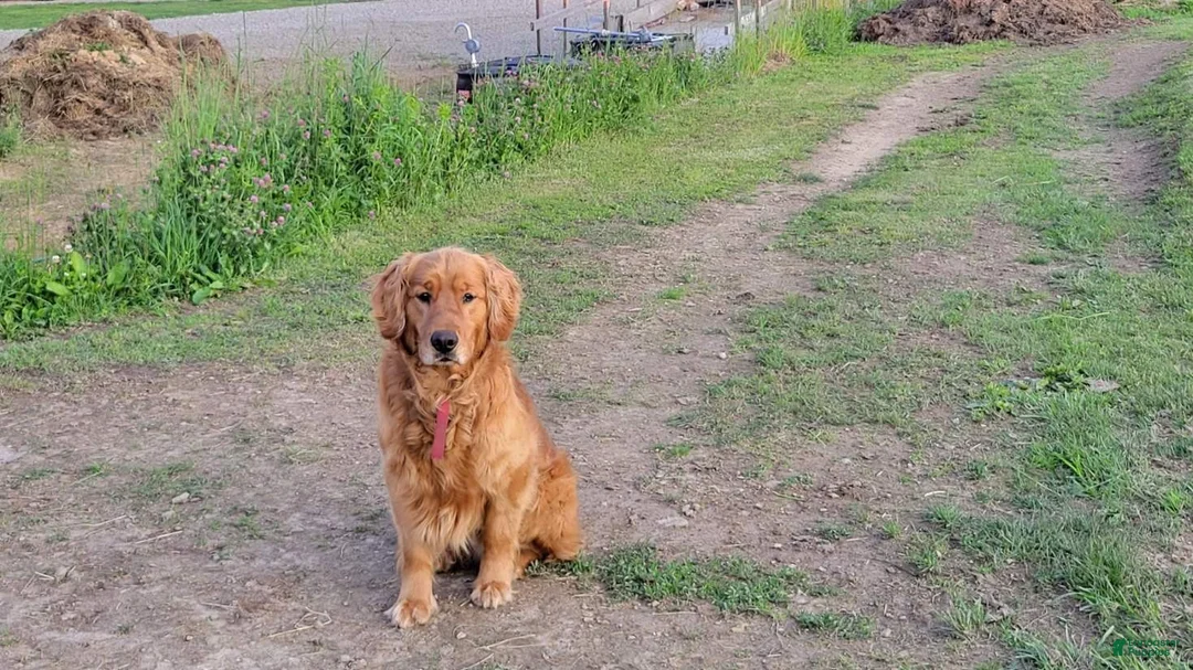 Golden Shepherd dogs for sale: Golden Shepherd Chet - Ad 3