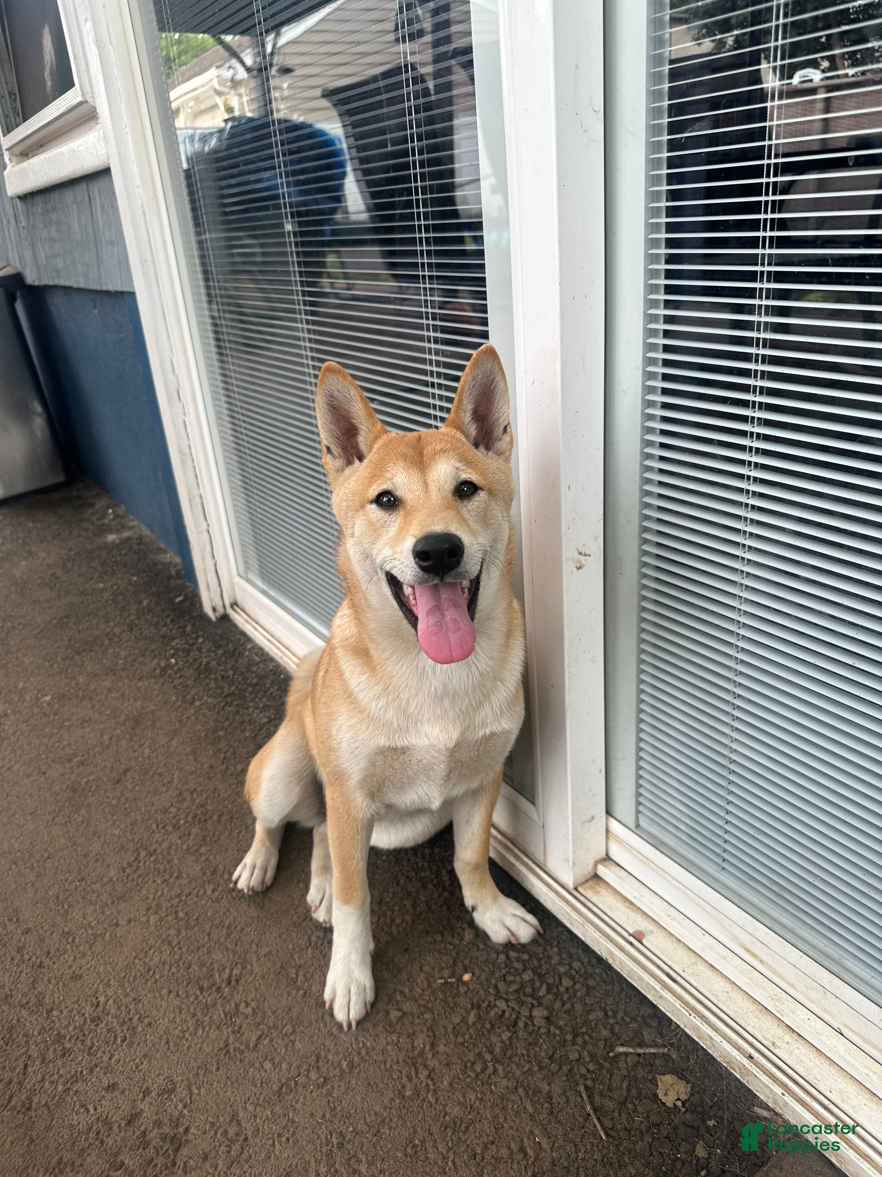 Shiba Inu dogs Nala - Ad 1