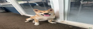 Nala