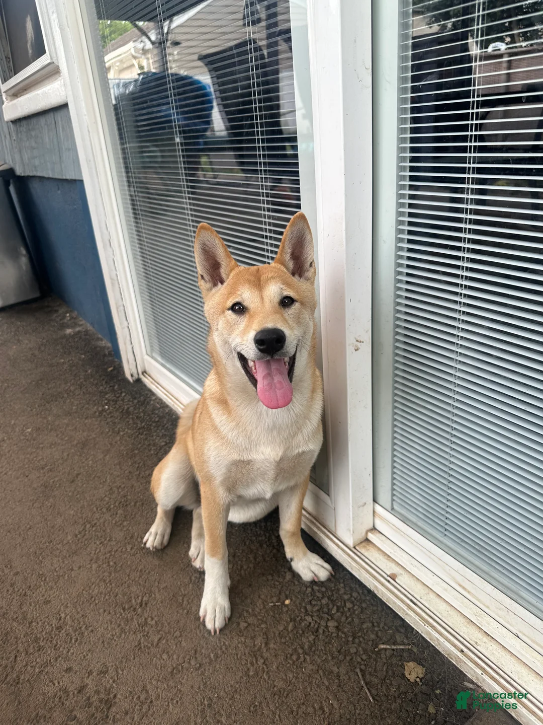 Shiba Inu Puppies for sale in New Jersey | Lancaster Puppies