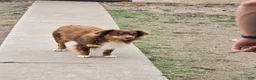 Australian Shepherd dogs for sale: Junior - Ad 6