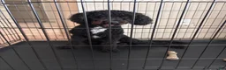 Mini Goldendoodle dogs for sale: Mini Goldendoodle Puppy 1 - Ad 4