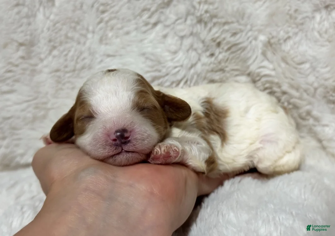 Cavapoo dogs for sale: Clover - Ad 1