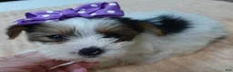 Yorkshire Terrier dogs for sale: Panda - Ad 11