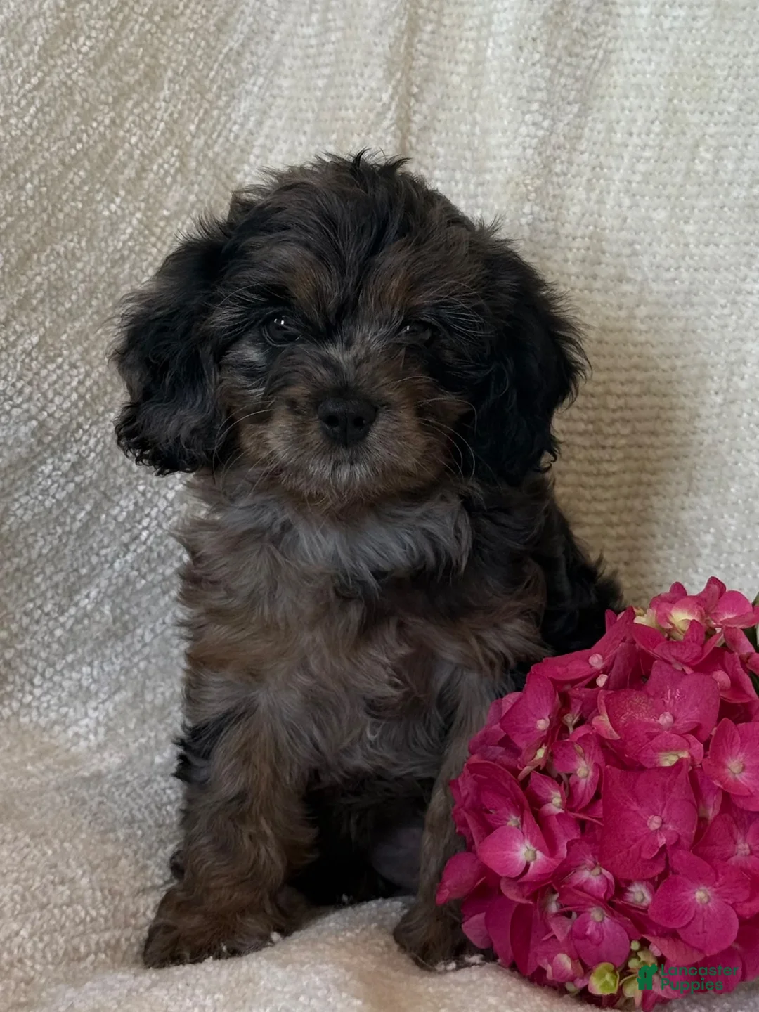Cavapoo dogs for sale: Summer - Ad 11